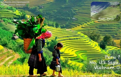 Những thửa ruộng bậc thang ở Sa Pa trông giống như ở Peru. bo-anh-ghep-viet-nam-dep-ngo-ngang-khong-thua-kem-the-gioi-page-2