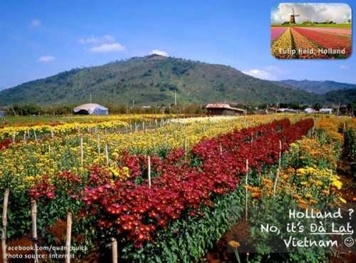 Cánh đồng hoa đẹp ngát hương không chỉ ở Hà Lan mà còn có ở ngay Đà Lạt. title-7