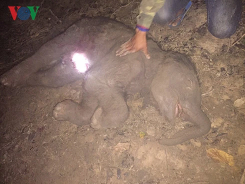 'Bà bầu' voi Ban Nang đã không thể mẹ tròn con vuông ảnh 3