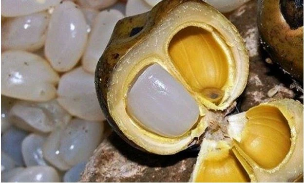 Đác thuộc họ cau nên ra trái thành buồng. Người "ăn" đác hái từng buồng xuống, đốt cháy vỏ rồi tách gom hạt mang về . Ảnh: TL 