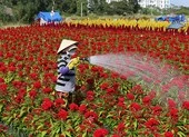 Làng hoa ven Sài Gòn hối hả đón Tết Kỷ Hợi