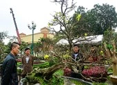 Cận cảnh 'cụ' hoàng mai 5 tỉ đồng tại chợ hoa Quảng Bình