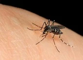  Một người tử vong do biến chứng sốt xuất huyết 