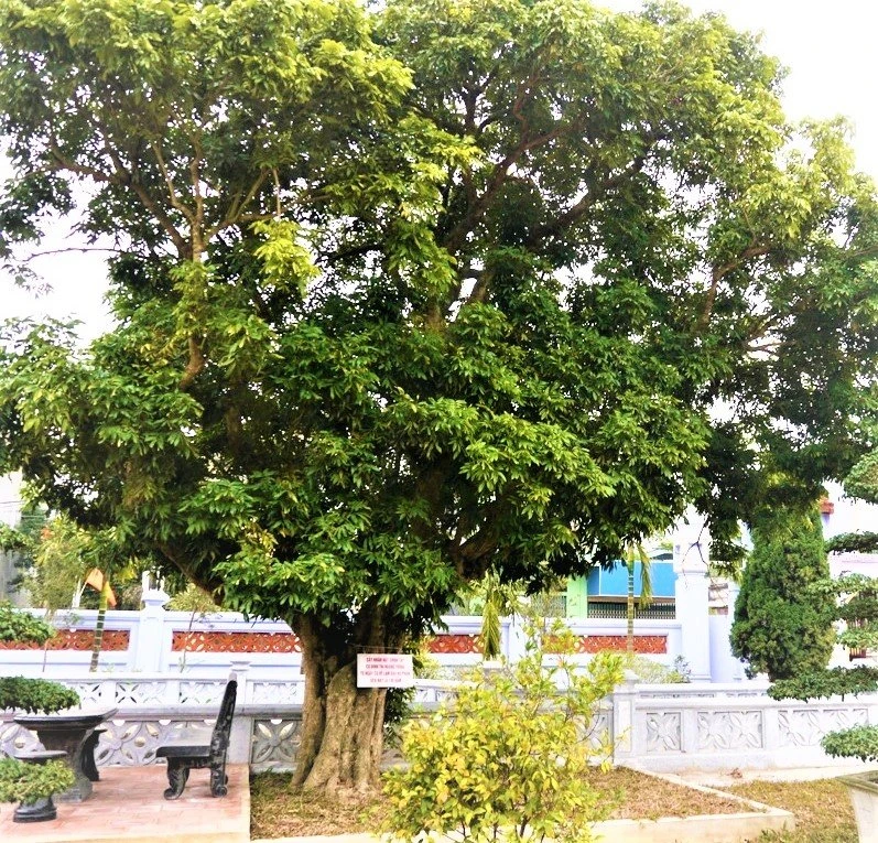 Thăm khu tưởng niệm ông Lê Đức Thọ ảnh 7 Thăm khu tưởng niệm ông Lê Đức Thọ ảnh 7