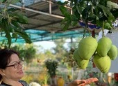 Bỏ qua mọi ưu phiền, về quê ngắm hoa xoài hiền hiền không sắc