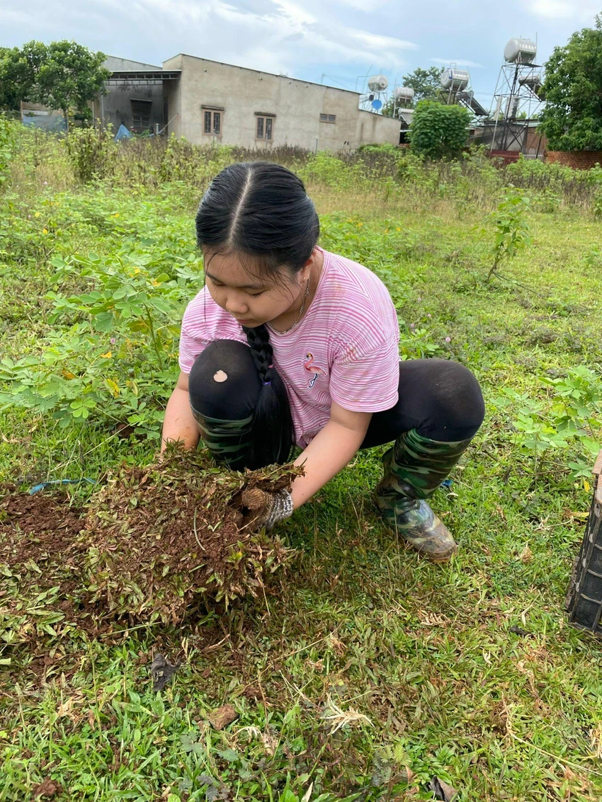 Bé Gia Nhi đang bê các mảng cỏ, đưa về bờ hồ, tạo mảng xanh cho vườn. Ảnh: Lê Quyên Bé Gia Nhi đang bê các mảng cỏ, đưa về bờ hồ, tạo mảng xanh cho vườn. Ảnh: Lê Quyên
