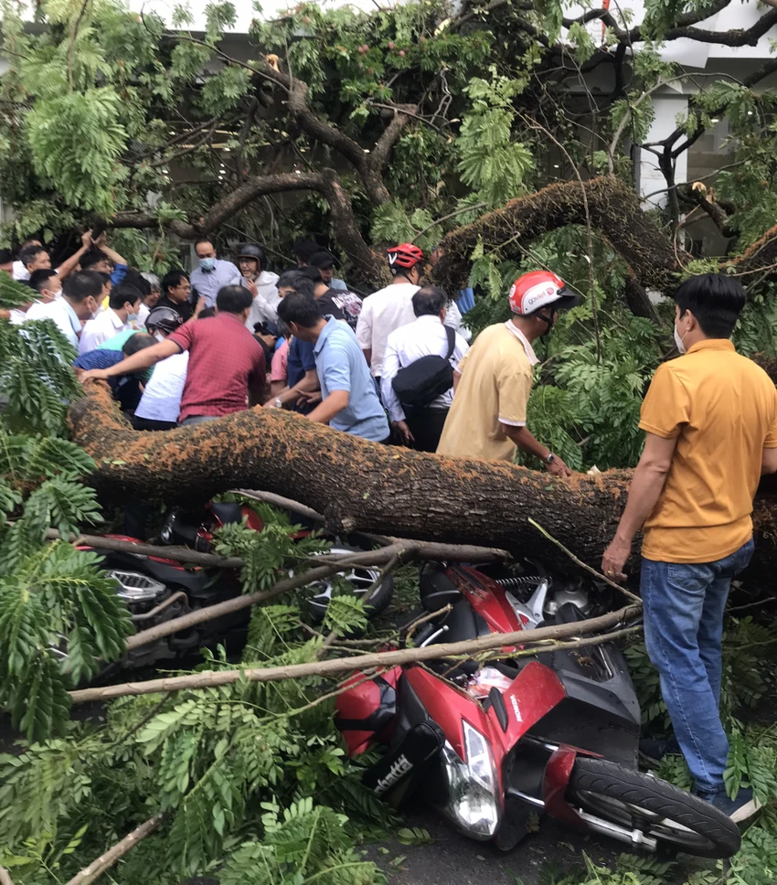 Hiện trường vụ cây ngã đè nhiều xe máy, 5 người bị thương. Ảnh: PHCC Hiện trường vụ cây ngã đè nhiều xe máy, 5 người bị thương. Ảnh: PHCC