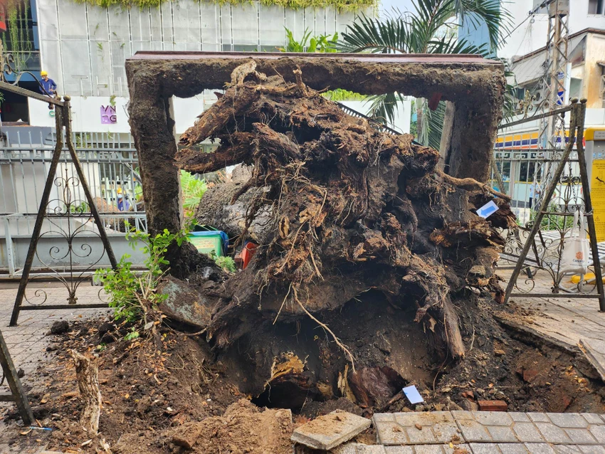 Cây me tây bị bật gốc vừa được kiểm tra vào cuối tháng 2-2023. Ảnh: Nguyễn Quyên cay xanh bat goc
