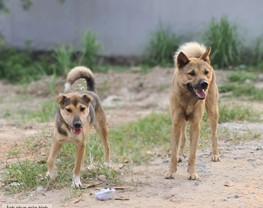chó dữ thả rông