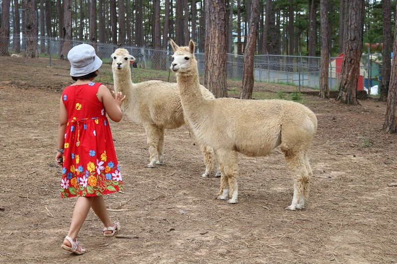 Check in Đà Lạt, ghé Zoo Doo chơi cùng kangaroo ảnh 14 Check in Đà Lạt, ghé Zoo Doo chơi cùng kangaroo ảnh 14