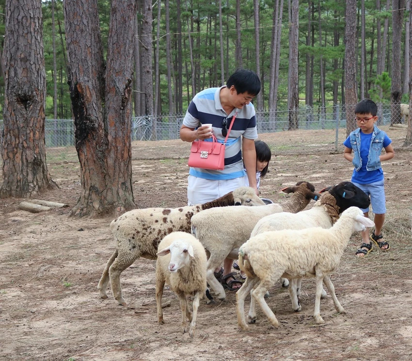 Check in Đà Lạt, ghé Zoo Doo chơi cùng kangaroo ảnh 15 Check in Đà Lạt, ghé Zoo Doo chơi cùng kangaroo ảnh 15