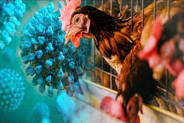 cúm gia cầm H5N1