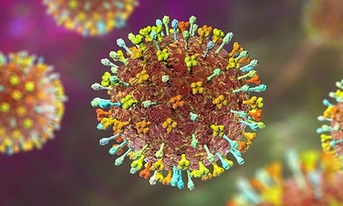 Nipah.jpg