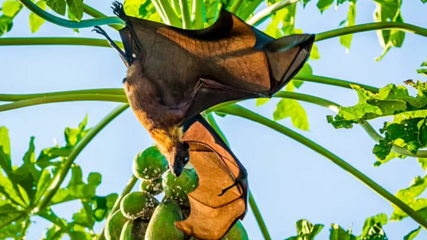 Nipah1.jpg