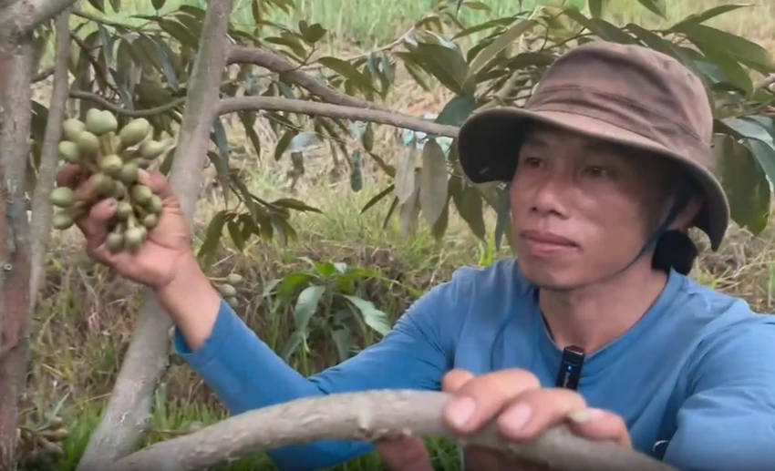 hoa-sau-rieng2.png
