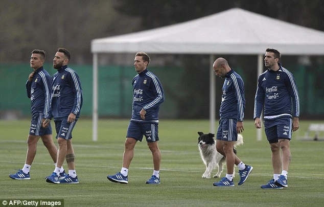 'Cầu thủ' 4 chân thay thế Messi ở đội tuyển Argentina ảnh 2 'Cầu thủ' 4 chân thay thế Messi ở đội tuyển Argentina ảnh 2