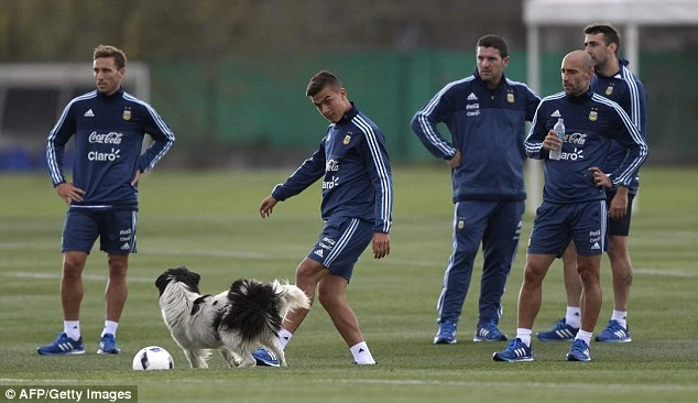 'Cầu thủ' 4 chân thay thế Messi ở đội tuyển Argentina ảnh 1 'Cầu thủ' 4 chân thay thế Messi ở đội tuyển Argentina ảnh 1