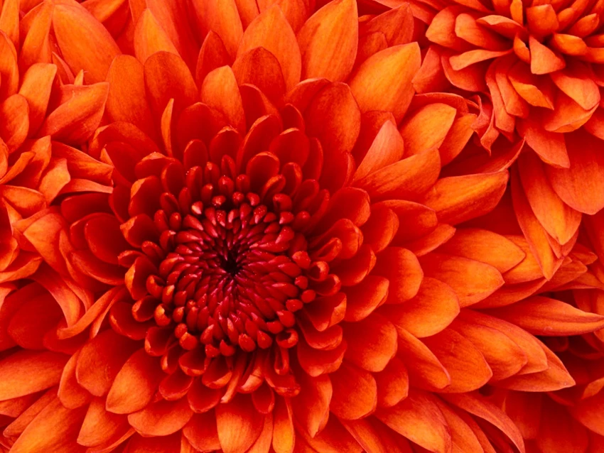 Hy hữu: Dùng hoa làm CMND để đăng ký di động ảnh 3