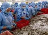 Mỹ gây 'sốc' khi áp thuế bán phá giá 0% với tôm Việt Nam 