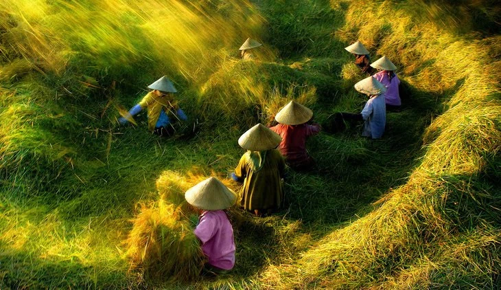 Tác phẩm Ngày mùa của Hoàng Thạch Vân Tác phẩm Ngày mùa của Hoàng Thạch Vân