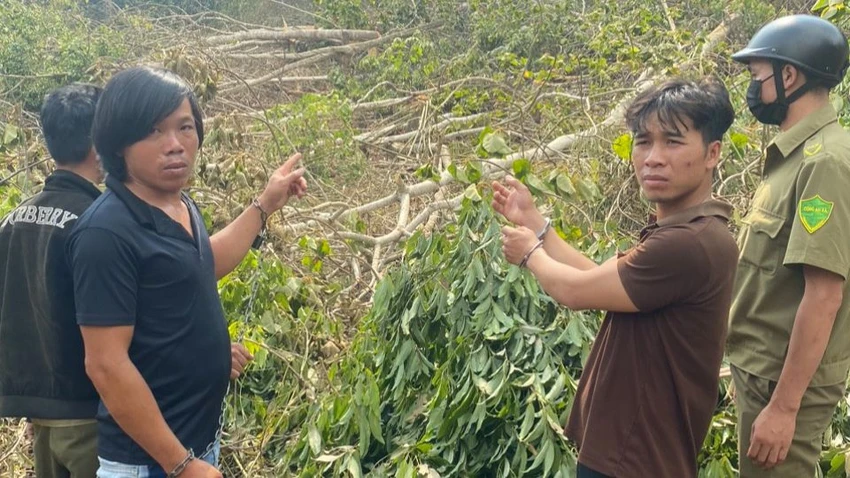 Gần 1 ha rừng tự nhiên bị nhóm thanh niên phá hủy. Ảnh: VT Gần 1 ha rừng tự nhiên bị nhóm thanh niên phá hủy. Ảnh: VT