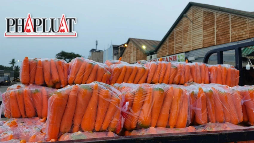 Cà rốt các loại được bày bán nhiều ở chợ đầu mối Thủ Đức. Ảnh: VÕ TÙNG Cà rốt các loại được bày bán nhiều ở chợ đầu mối Thủ Đức. Ảnh: VÕ TÙNG