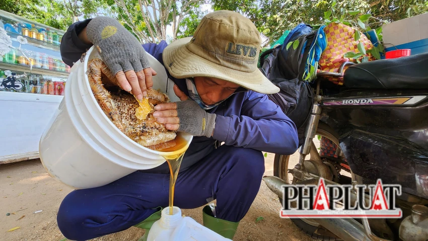 Một tổ ong Khoái có thể cho hàng trăm lít mật. Ảnh: VÕ TÙNG Một tổ ong Khoái có thể cho hàng trăm lít mật. Ảnh: VÕ TÙNG