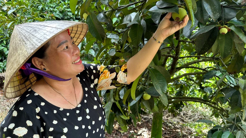 Nhiều nông dân khá giả nhờ trồng măng cụt. Ảnh: VT