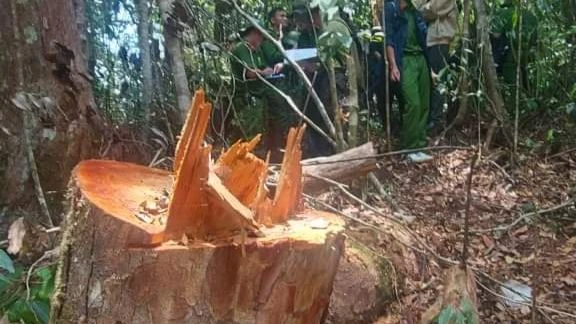 Cây Bạch Tùng bị triệt hạ. Ảnh: VT Cây Bạch Tùng bị triệt hạ