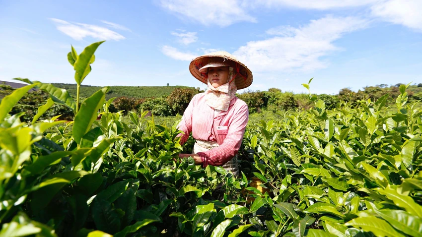 Nông dân Lâm Đồng thu hái lá trà. Ảnh minh hoạ: VÕ TÙNG Nông dân Lâm Đồng thu hái lá trà. Ảnh minh hoạ: VÕ TÙNG