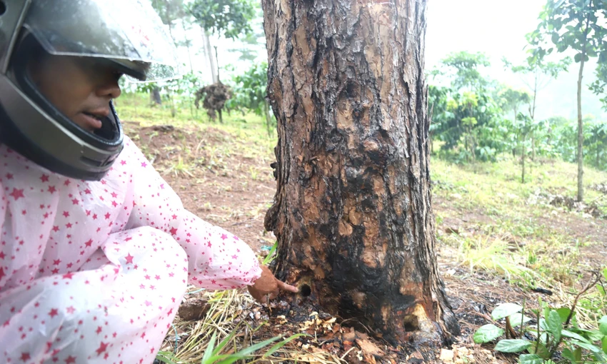 Hàng trăm cây thông bị khoan lỗ rồi bơm hóa chất. Ảnh: VT Hàng trăm cây thông bị khoan lỗ rồi bơm hóa chất. Ảnh: VT