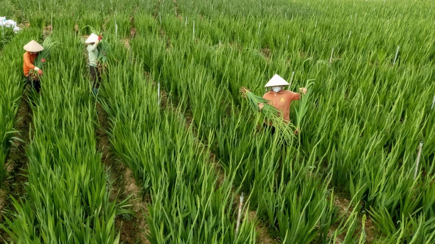 Xem nông dân Lâm Đồng trồng hoa lay ơn vụ tết