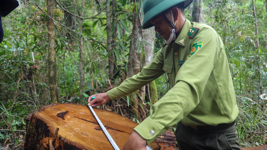 go-kien-kien-4.jpg