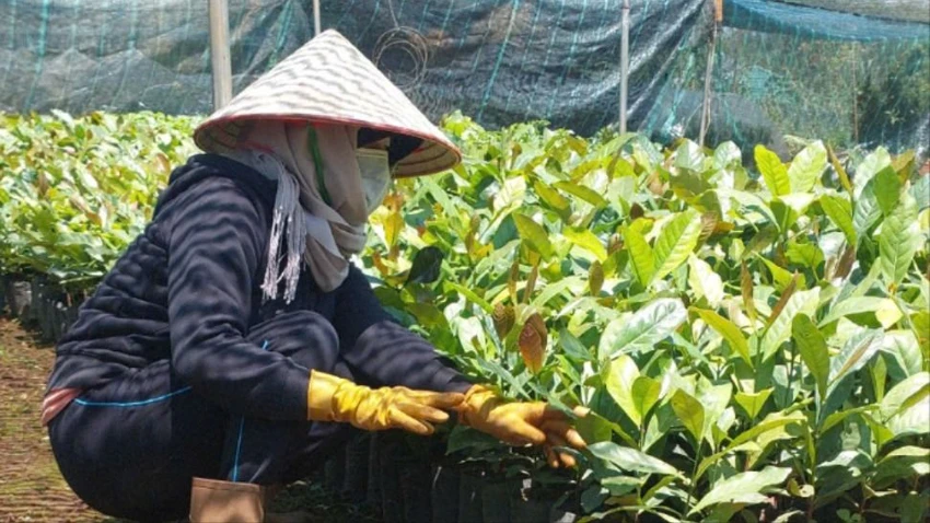 Nông dân tỉnh Lâm Đồng ồ ạt tái vườn, giá cây cà phê giống tăng dựng đứng