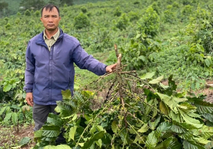 Hợp tác trồng cây bất thành, người đàn ông nhìn hàng chục ha cà phê bị chặt hạ