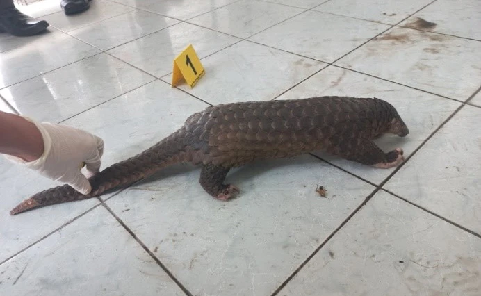 động vật.jpg