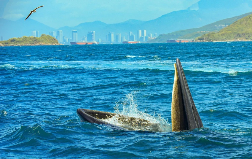 vịnh Nha Trang.jpg