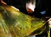 Cá voi con chết thảm vì nuốt 40kg rác thải nhựa