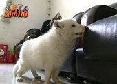 Cô gái bàng hoàng khi chó cưng 'bỗng dưng hóa cáo' 