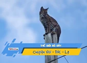 Video: Đội cứu hộ cúp điện, đưa xe giải cứu mèo leo cột điện