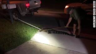 Private trapper in Florida measuring 7-foot alligator found in woman's swimming pool.
