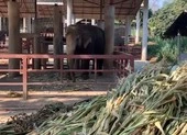 Voi có thể bị chết đói do du lịch giảm vì COVID-19
