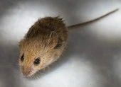 Ngoài COVID-19, ‘Trung-Ấn cần hợp tác ngăn chặn hantavirus'