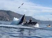 Video: 2 tay chèo kayak suýt bị cá voi lưng gù nuốt chửng