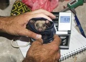 Chuyên gia WHO nói có thông tin mới về cách COVID-19 lây lan