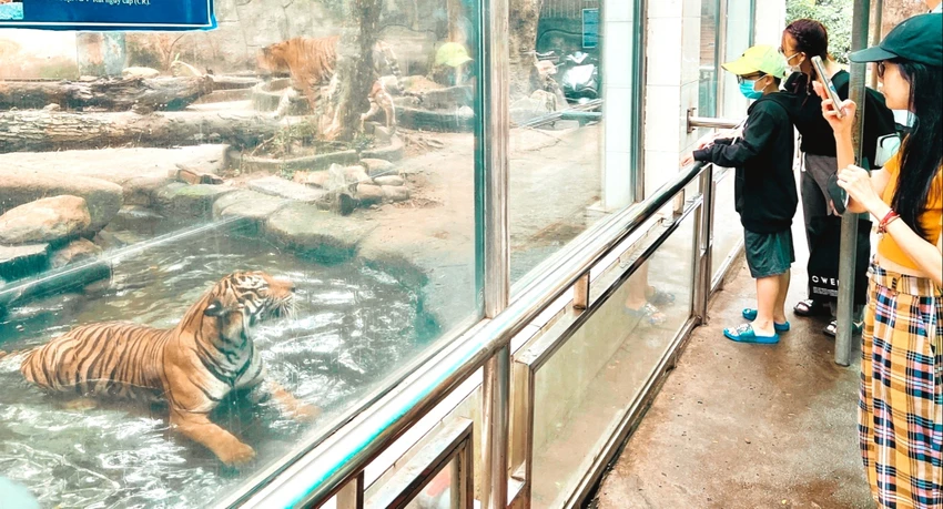 Du khách thích thú khi tham qua hổ tại Thảo Cầm Viên Sài Gòn. Du khách thích thú khi tham qua hổ tại Thảo Cầm Viên Sài Gòn.