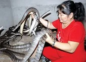 Mưu sinh nhờ hổ hèo