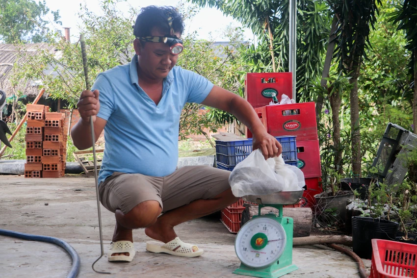 Nuôi loài cực độc, nông dân miền Tây bỏ túi 100 triệu/tháng ảnh 8 Nuôi loài cực độc, nông dân miền Tây bỏ túi 100 triệu/tháng ảnh 8
