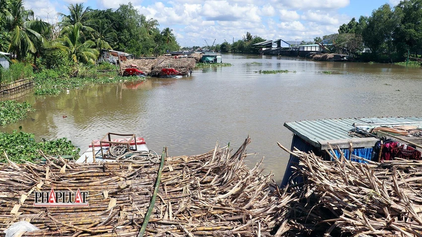 Nhiều ghe mía "nằm chờ" nhà máy đường Phụng Hiệp hoạt động để lên mía. Ảnh: CHÂU ANH