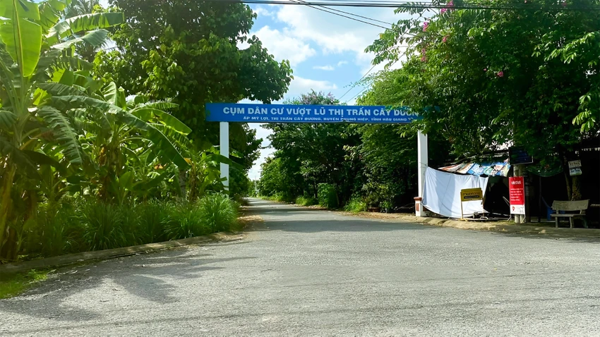 tai-dinh-cu-cay-duong-2.jpg